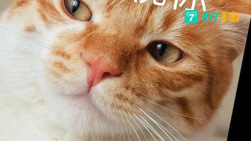 会说话的猫