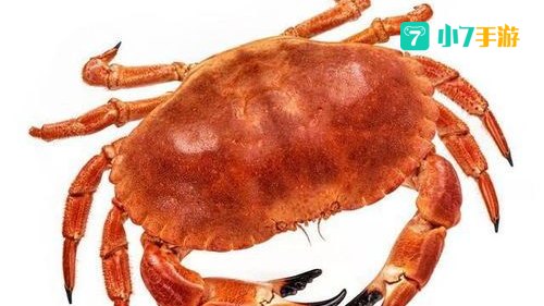 螃蟹女是什么意思